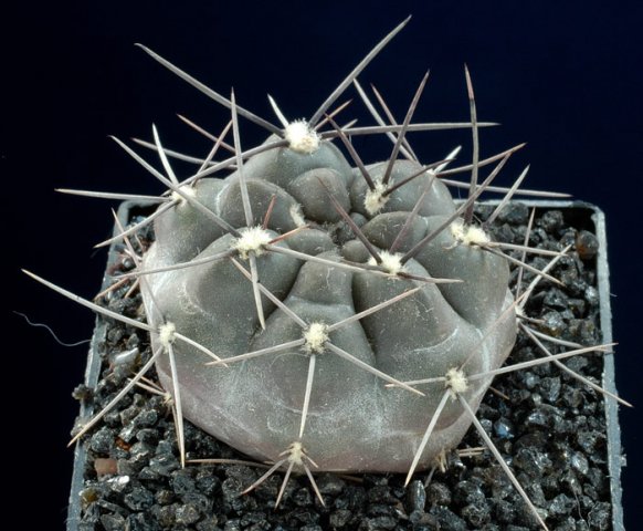 Gymnocalycium_gibbosum_ssp_ferox